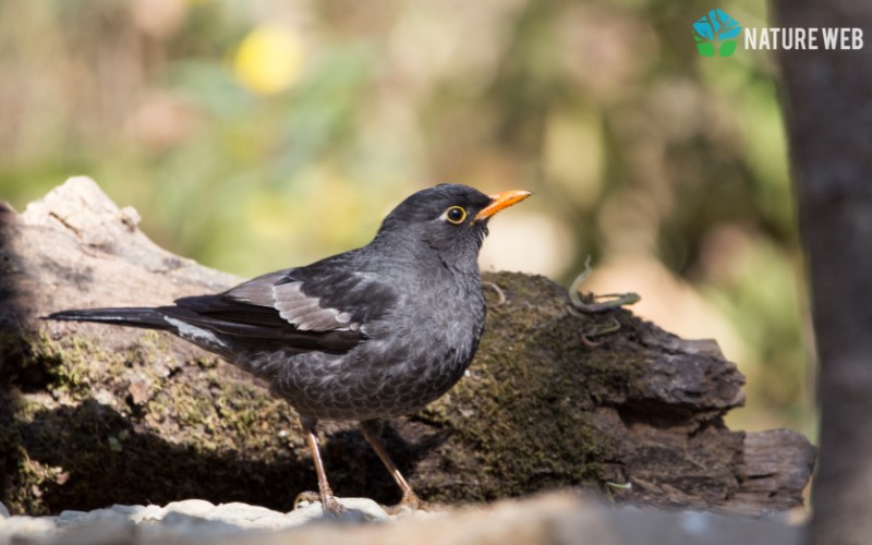 Grey-winged Blackbird